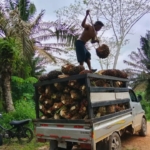 Lahan Sengketa Sawit Bagendang Raya Dipanen Massal Saat Status Quo, APH Didesak Bertindak Tegas