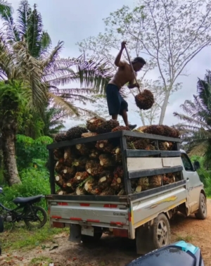 Lahan Sengketa Sawit Bagendang Raya Dipanen Massal Saat Status Quo, APH Didesak Bertindak Tegas