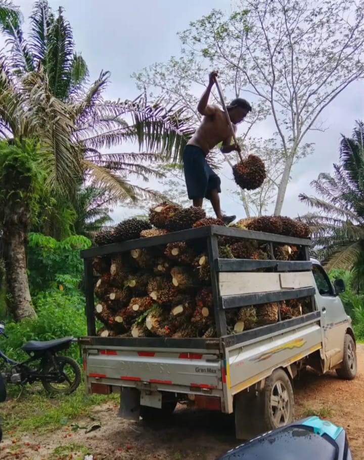 Lahan Sengketa Sawit Bagendang Raya Dipanen Massal Saat Status Quo, APH Didesak Bertindak Tegas