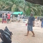 Panen Massal di Lahan Sengketa Sawit, Status Quo Dilanggar, APH Diminta Turun Tangan