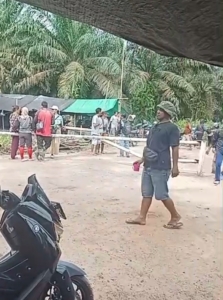 Panen Massal di Lahan Sengketa Sawit, Status Quo Dilanggar, APH Diminta Turun Tangan