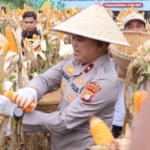 Panen Raya Jagung Serentak Kalbar 2026 Capai 292,85 Ton, 100 Ton Diekspor ke Malaysia