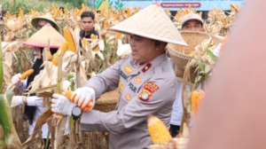 Panen Raya Jagung Serentak Kalbar 2026 Capai 292,85 Ton, 100 Ton Diekspor ke Malaysia