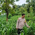 Polisi Turun ke Lahan Jagung, Penguatan Ketahanan Pangan Nasional Dimulai dari Sawah dan Kebun Masyarakat