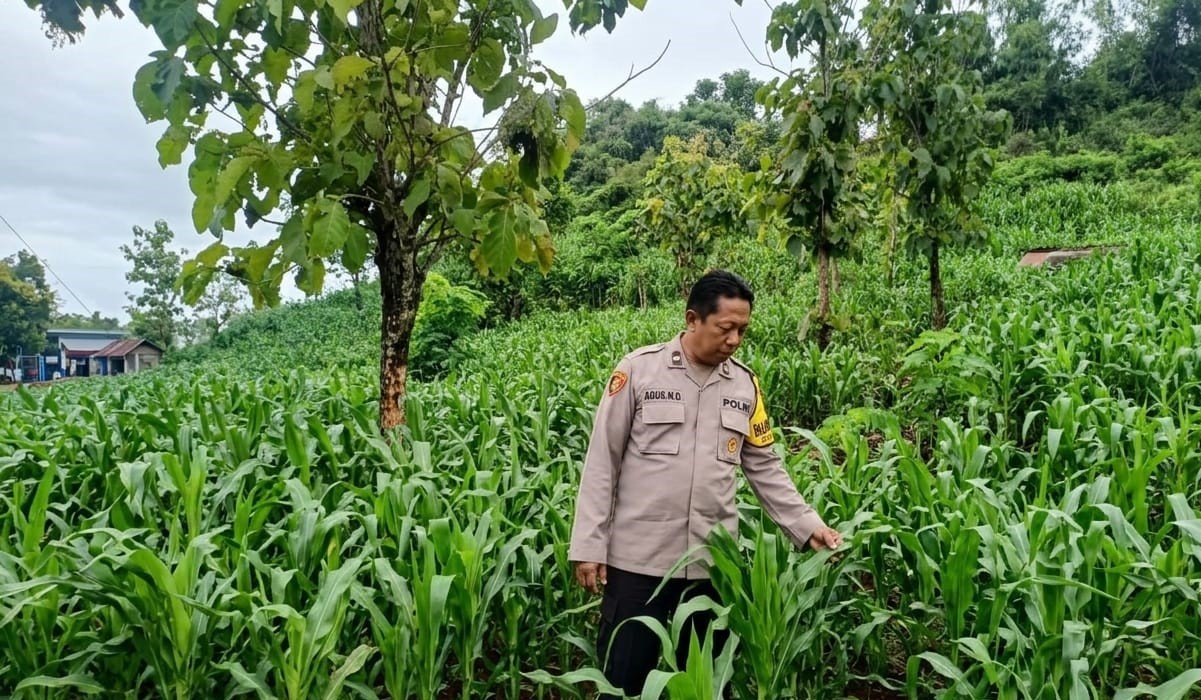 Polisi Turun ke Lahan Jagung, Penguatan Ketahanan Pangan Nasional Dimulai dari Sawah dan Kebun Masyarakat