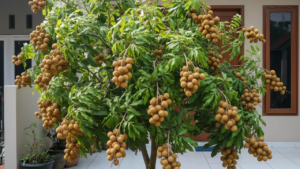 7 Rahasia Pohon Kelengkeng Tetap Pendek tetapi Berbuah Lebat, Mulai dari Pangkas Akar hingga Manfaatkan Nutrisi Sisa Dapur