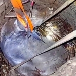 Damkar Sukabumi Gunakan Teknik Unik Selamatkan Sapi 500 Kilogram yang Terjebak di Sumur Tua