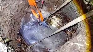 Damkar Sukabumi Gunakan Teknik Unik Selamatkan Sapi 500 Kilogram yang Terjebak di Sumur Tua