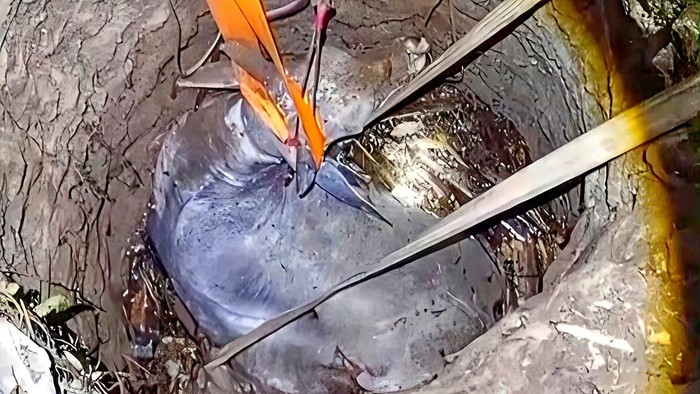 Damkar Sukabumi Gunakan Teknik Unik Selamatkan Sapi 500 Kilogram yang Terjebak di Sumur Tua