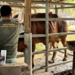 33.430 Ton Pakan Ternak Disiapkan untuk Percepat Pemulihan Peternak Terdampak Bencana di Aceh