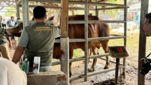 33.430 Ton Pakan Ternak Disiapkan untuk Percepat Pemulihan Peternak Terdampak Bencana di Aceh