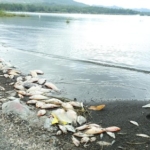 BRIN Ungkap Penyebab Kematian Massal Ikan di Danau Batur, Dipicu Fenomena Pencampuran Air Danau