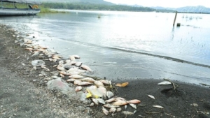 BRIN Ungkap Penyebab Kematian Massal Ikan di Danau Batur, Dipicu Fenomena Pencampuran Air Danau