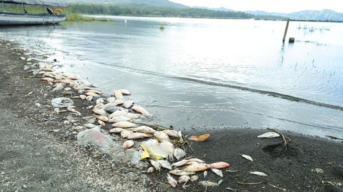 BRIN Ungkap Penyebab Kematian Massal Ikan di Danau Batur, Dipicu Fenomena Pencampuran Air Danau