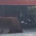 Orang Utan Didi Kabur dari Kandang Solo Safari hingga Masuk Warung Ayam di Solo