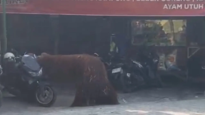 Orang Utan Didi Kabur dari Kandang Solo Safari hingga Masuk Warung Ayam di Solo