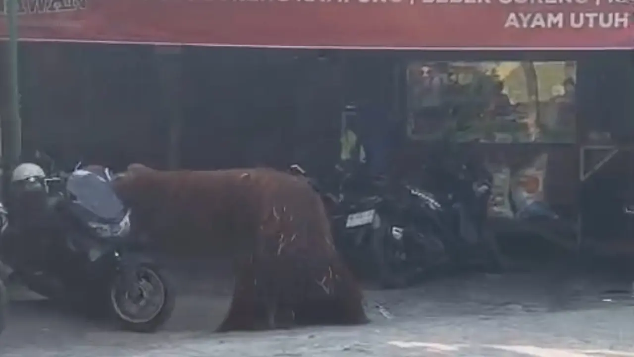 Orang Utan Didi Kabur dari Kandang Solo Safari hingga Masuk Warung Ayam di Solo