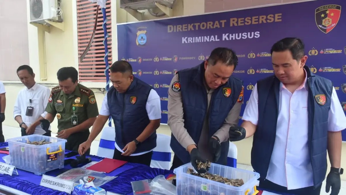 Polda Kalsel Gagalkan Penyelundupan 64 Kilogram Sisik Trenggiling, Dua Orang Diamankan