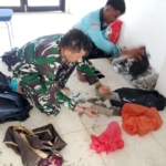 Terlibat Kejar-kejaran, TNI AL Gagalkan Penyelundupan 14 Kilogram Ganja dari PNG ke Jayapura