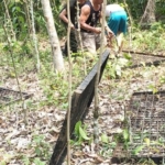BKSDA Pasang Perangkap untuk Menangani Beruang Madu yang Berkeliaran di Permukiman Lubuklinggau