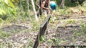 BKSDA Pasang Perangkap untuk Menangani Beruang Madu yang Berkeliaran di Permukiman Lubuklinggau