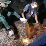Terpapar Asap Karhutla di Sampit, Induk dan Anak Orang Utan Berhasil Dievakuasi