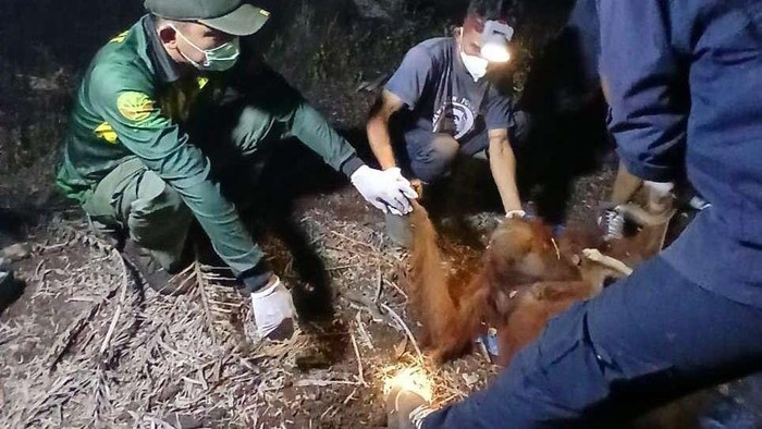 Terpapar Asap Karhutla di Sampit, Induk dan Anak Orang Utan Berhasil Dievakuasi