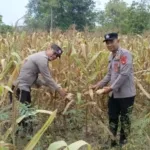 Dukung Ketahanan Pangan Nasional, Polsek Pemulutan Bersama Kelompok Tani Panen Jagung Pipil di Ulak Kembahang I