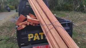 Polisi Tangkap Dua Pelaku Illegal Logging di Kawasan Hutan Lindung Jembrana