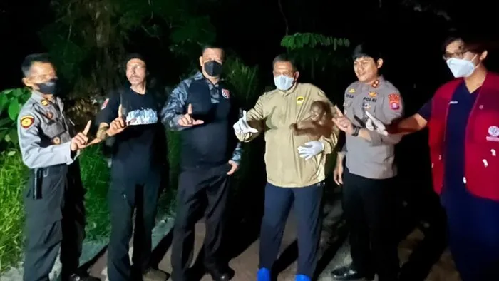 Polri Selamatkan Induk dan Bayi Orang Utan Terluka di Lokasi Karhutla Kotim