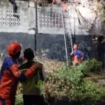 Polda DIY Imbau Warga Waspada Pembakaran Sampah, Pohon Beringin Besar Roboh di Kotabaru